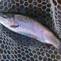 持ち帰りぴったりサイズをキャッチ！ ～フィッシングパーク高島の泉～